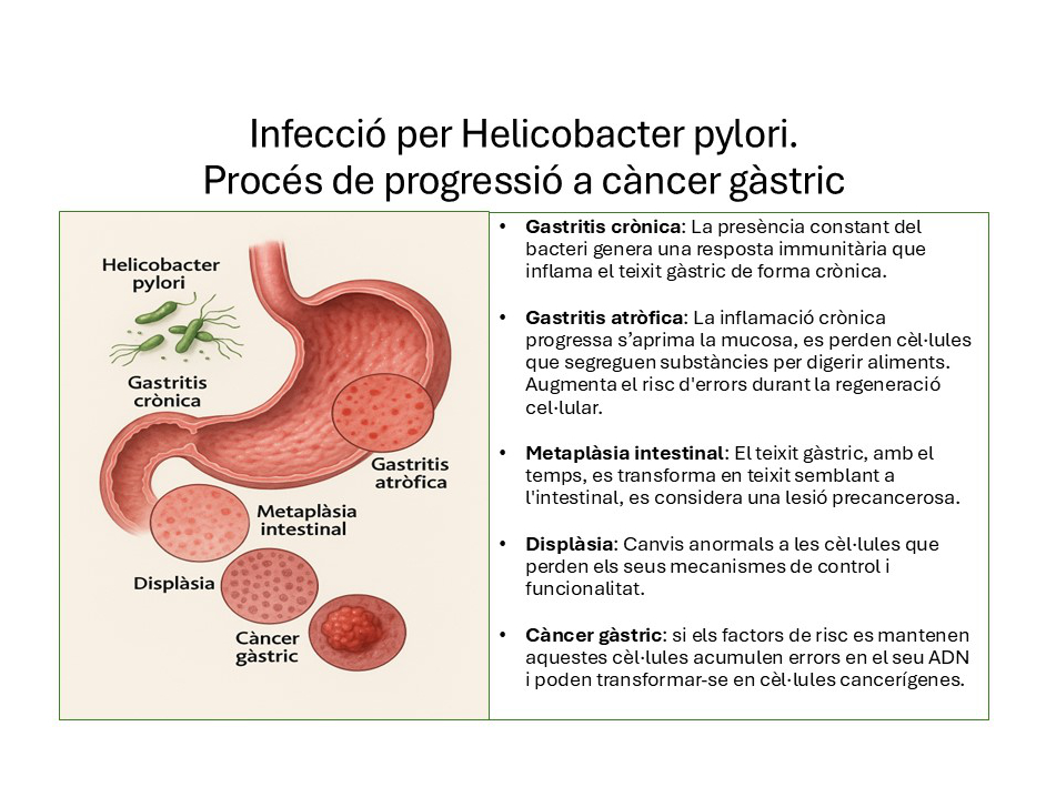 Oncopindola-juliol-2025-GRAFIC-SI-SI
