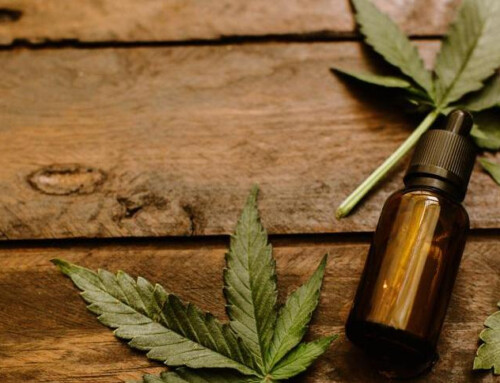 Llum verda al cànnabis medicinal per a pacients oncològics, epilèpsia i dolor extrem